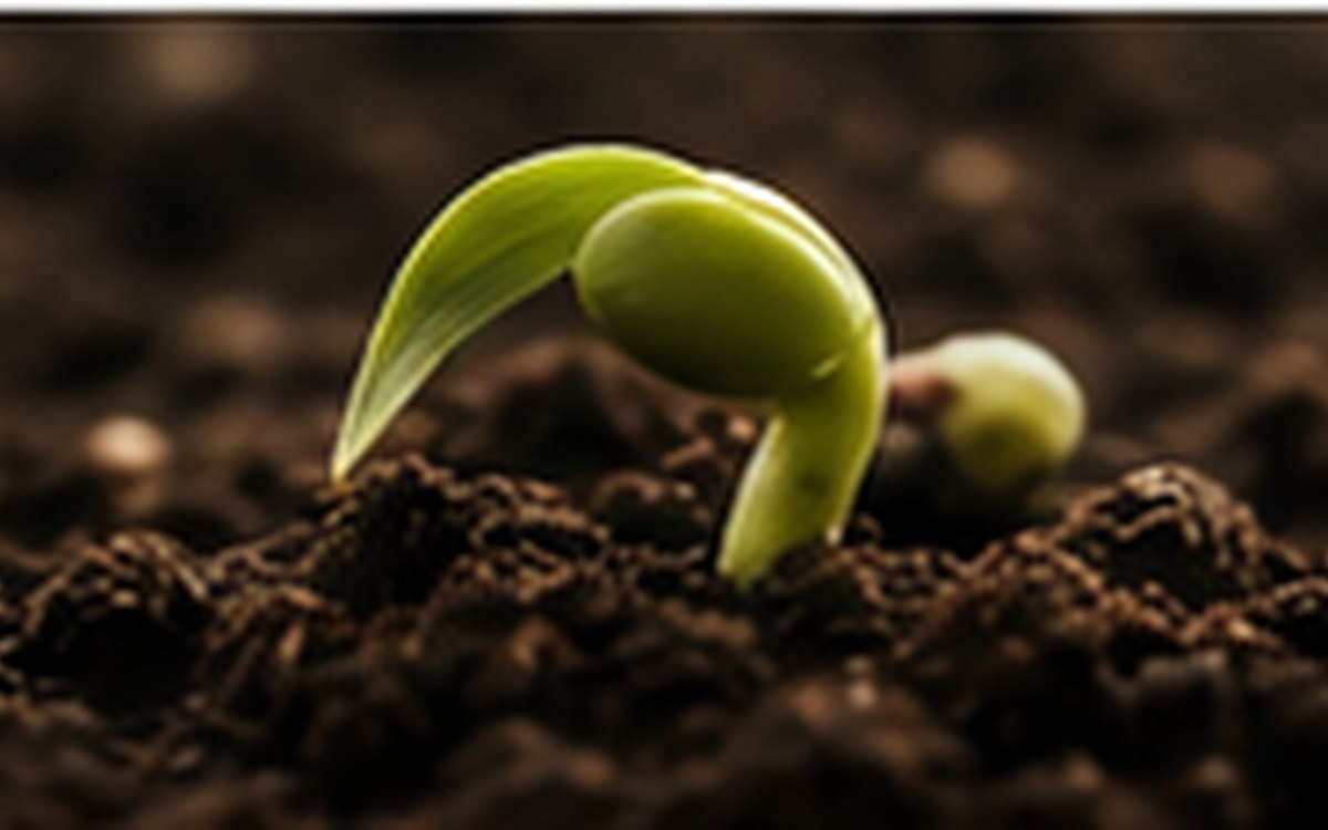 Seed germination timeline with sprouts at multiple growth stages