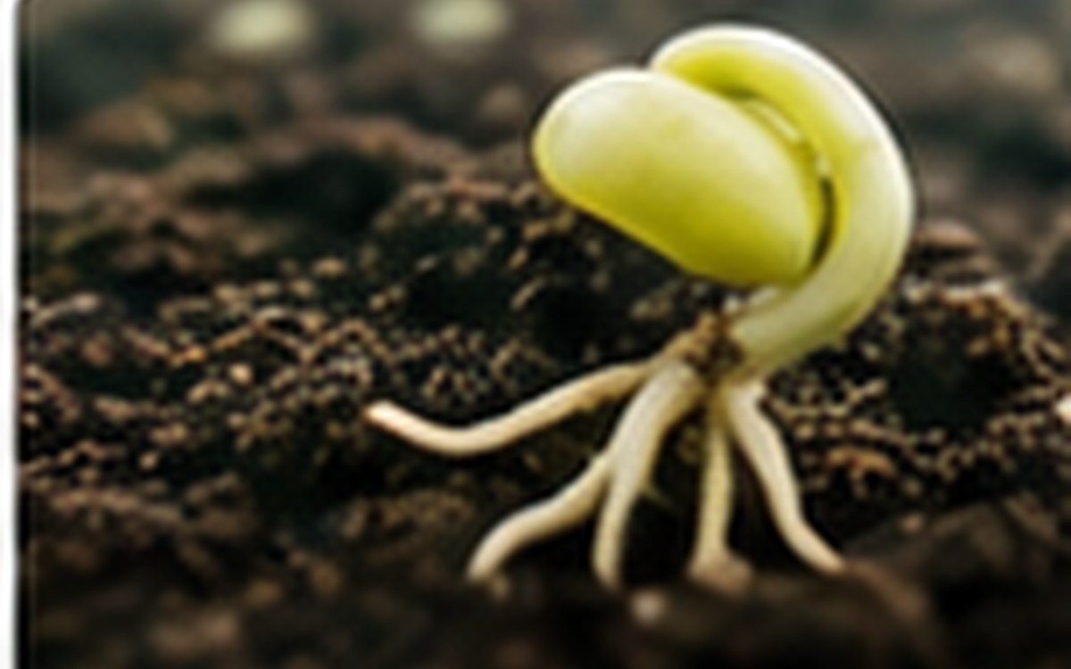 Close up of a sprouting seed breaking open in moist growing mix