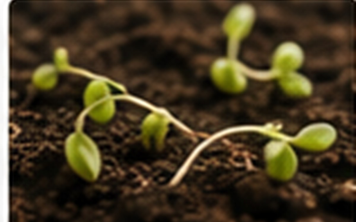 Young seedlings leaning in a tray showing early seedling care issues