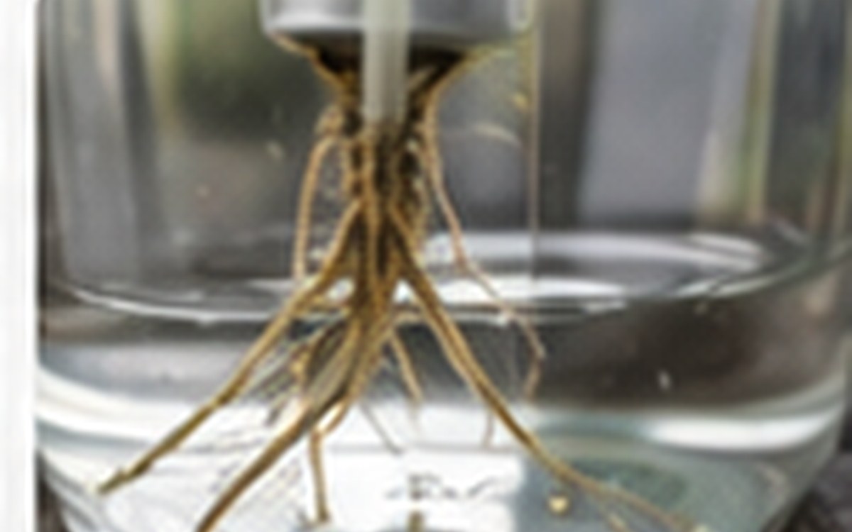 Visible white roots growing through clear seed starting cells